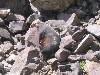 14065