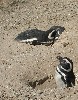 15037