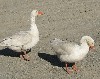 15174