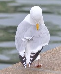 2451